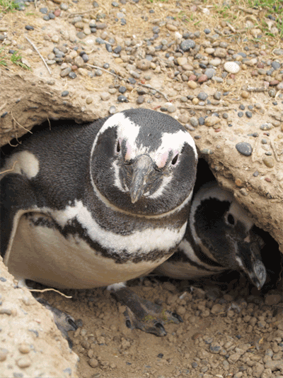 Penguin burrow 2