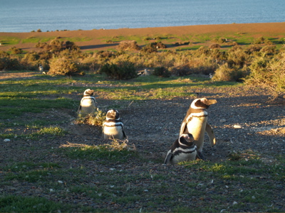 Penguins evening