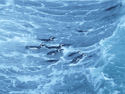 Penguins swimming