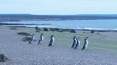 Penguins walking