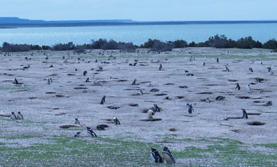 penguin_colony