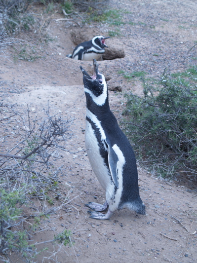 penguin braying