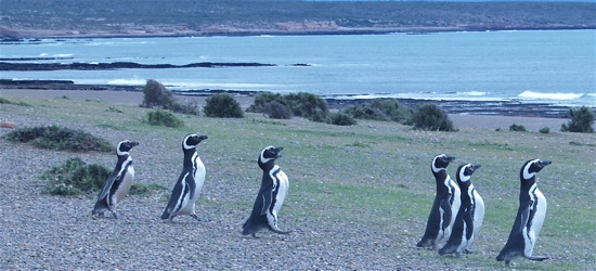 penguins_marching_5003 penguins_marching_5003