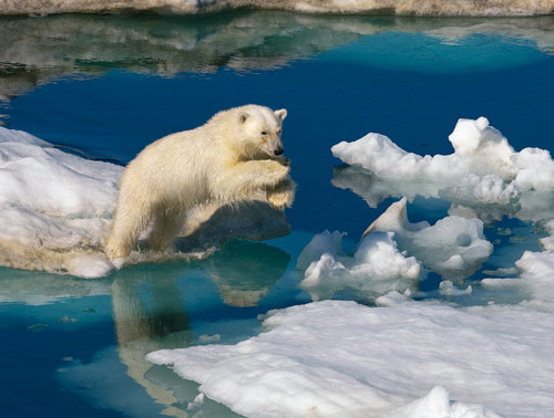 polar_bear_ice_paul_nicklen polar_bear_ice_paul_nicklen